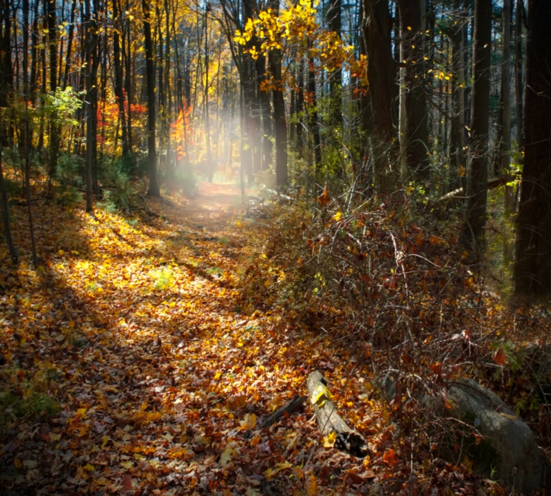 Outraflorestareadyparaflk